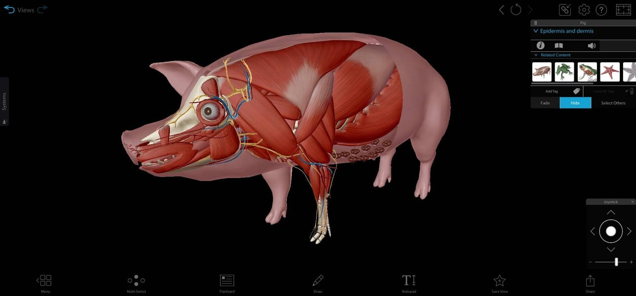 Visible Biology’s Visual Guide to Pig Anatomy